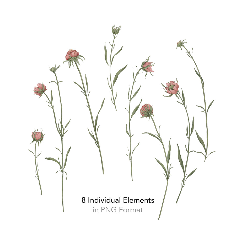 Eight individual Pink Garden wildflower stems in varying stages of bloom, shown separately on a white background, labeled as individual elements in PNG format.