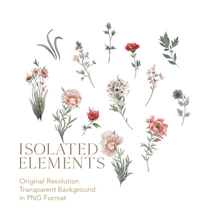 The Wildflower Melody isolated elements on a transparent background: hand painted peonies, red carnations, a cornflower, sweet pea sprigs, a cluster of white blossoms, grass blades and leaf sprays