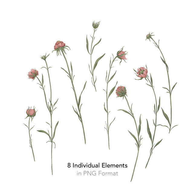 Eight individual Pink Garden wildflower stems in varying stages of bloom, shown separately on a white background, labeled as individual elements in PNG format.