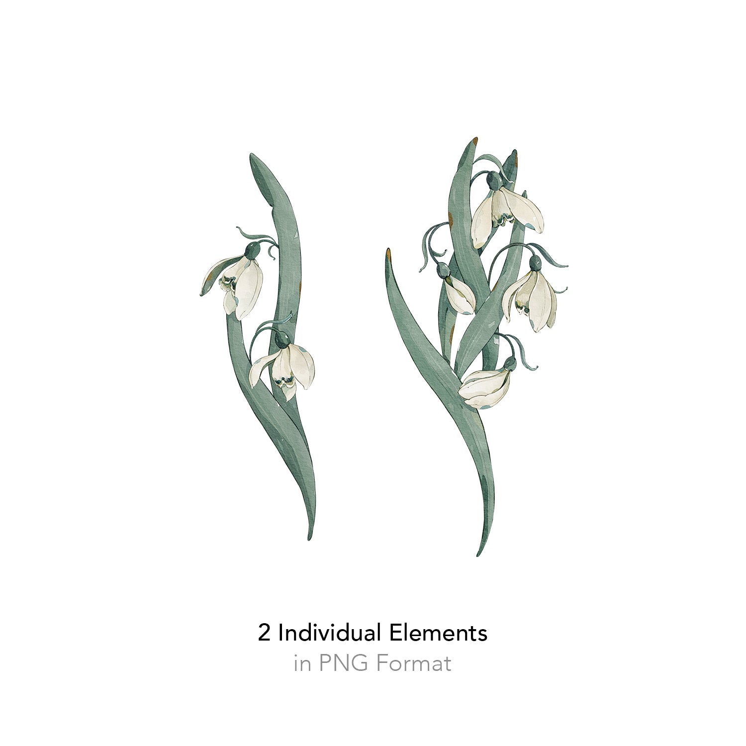 スノードロップカード出品4/27まで様 Snowdrop Postcards アンティークポストカード専門店